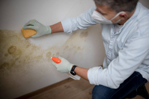 Best Residential Mold Removal  in Minden, NE