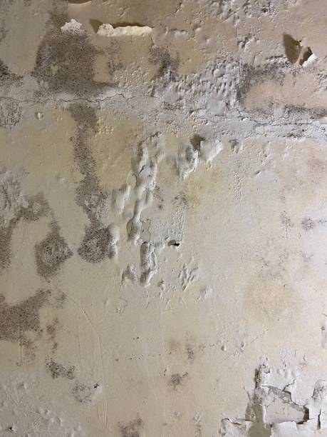 Best Certified Mold Removal  in Minden, NE