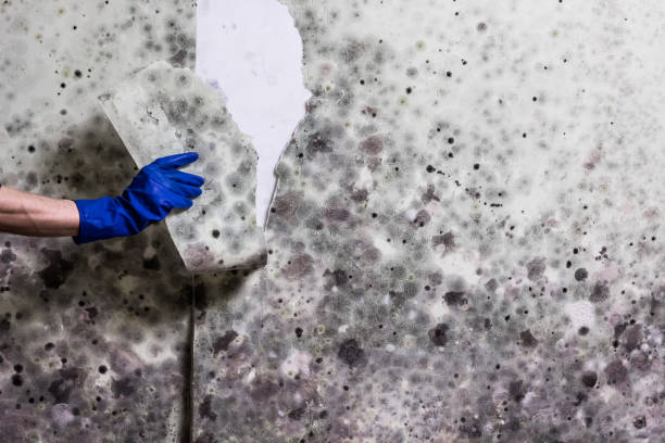 Best Attic Mold Removal  in Minden, NE